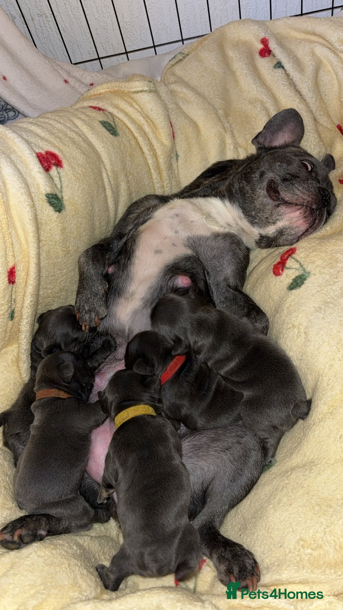 French Bulldog dogs 5 beautiful female French bulldogs for sale  - Advert 7