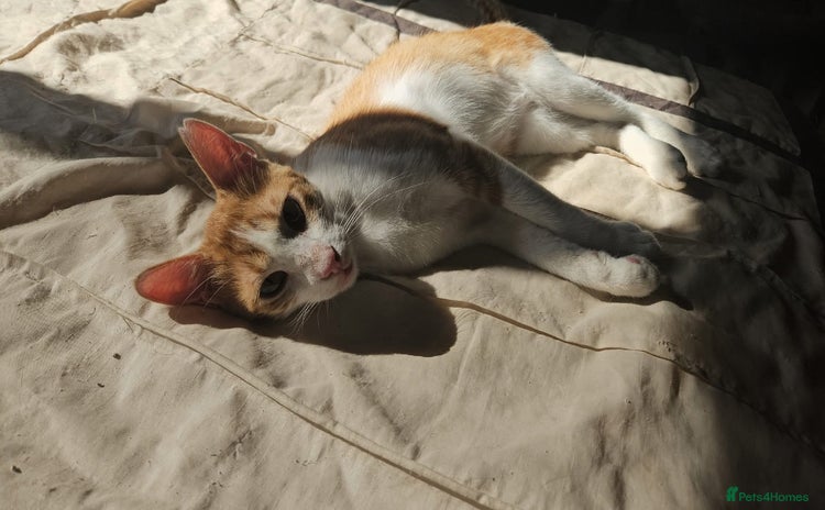 Mixed Breed cats for sale - Advert 1
