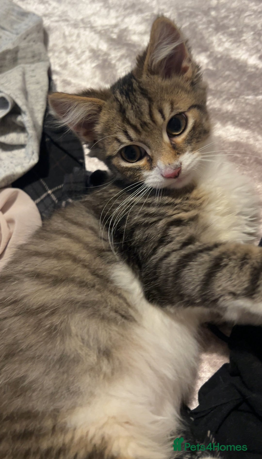 British Longhair cats for sale: Playful and Cuddly Kitten Ready to go❤️ - Advert 6