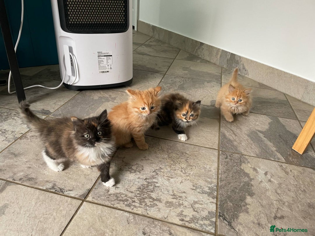 Mixed Breed cats for sale: 🎃 Cute Fluffy Kittens – Persian x BSH Mix - Image 8