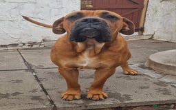 Mixed Breed dogs for stud: Big Lad for Stud - Image 6