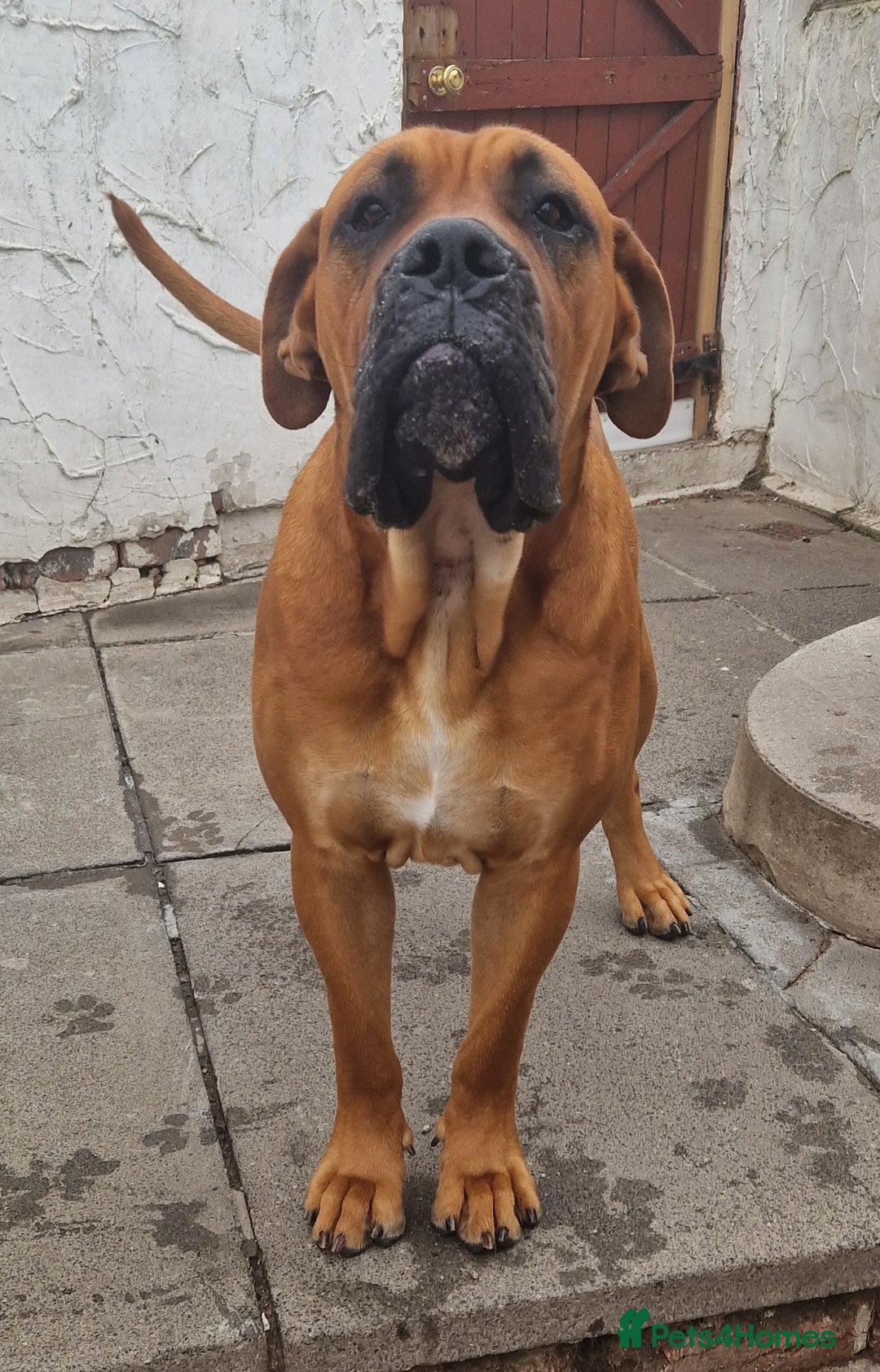 Mixed Breed dogs for stud: Big Lad for Stud - Image 6
