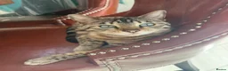 Bengal cats for sale: 5 year old Bengal Snow Mink - Advert 6