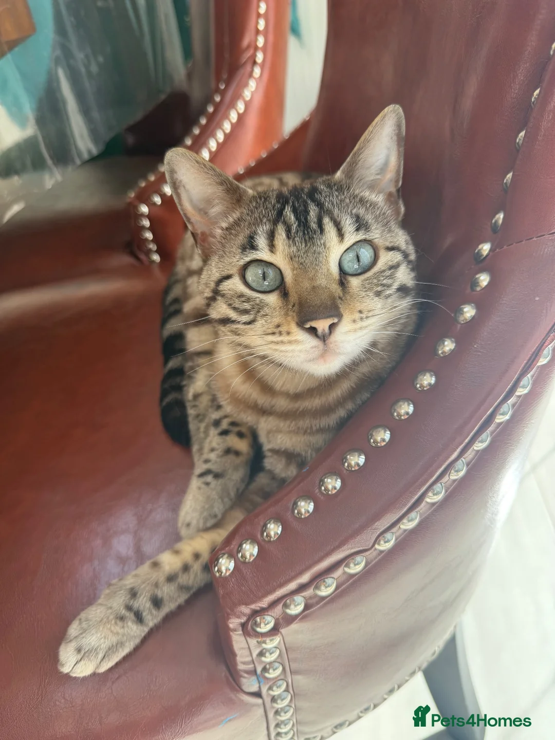 Bengal cats for sale: 5 year old Bengal Snow Mink - Advert 6