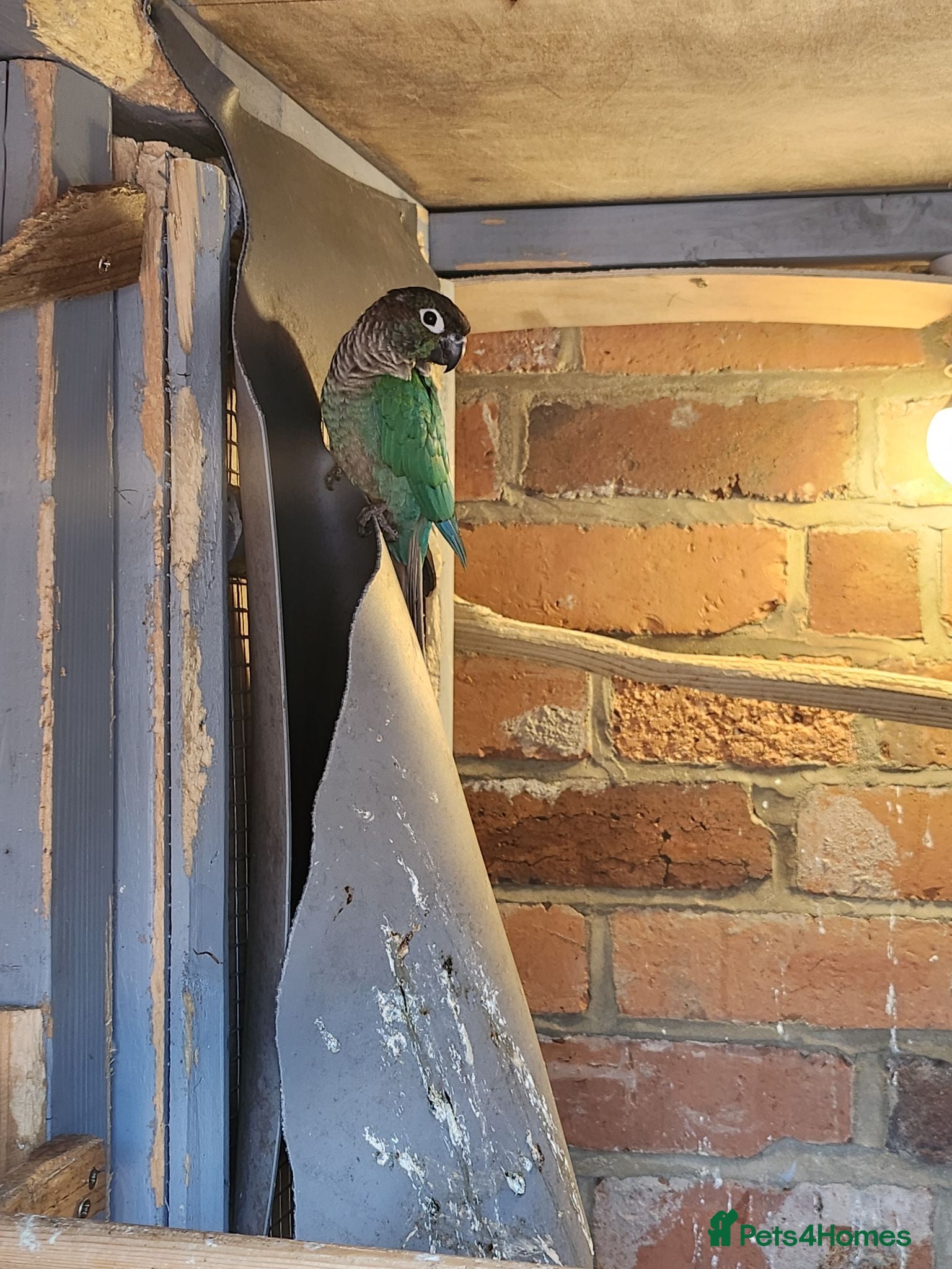 Conures birds Male conure - Advert 1