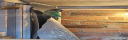 Conures birds for sale: Male conure - Advert 1