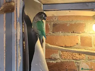 Conures birds Male conure - Advert 1