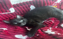 British Shorthair cats for sale: BRITISH BLUE CROSS  in Newbury - Image 21