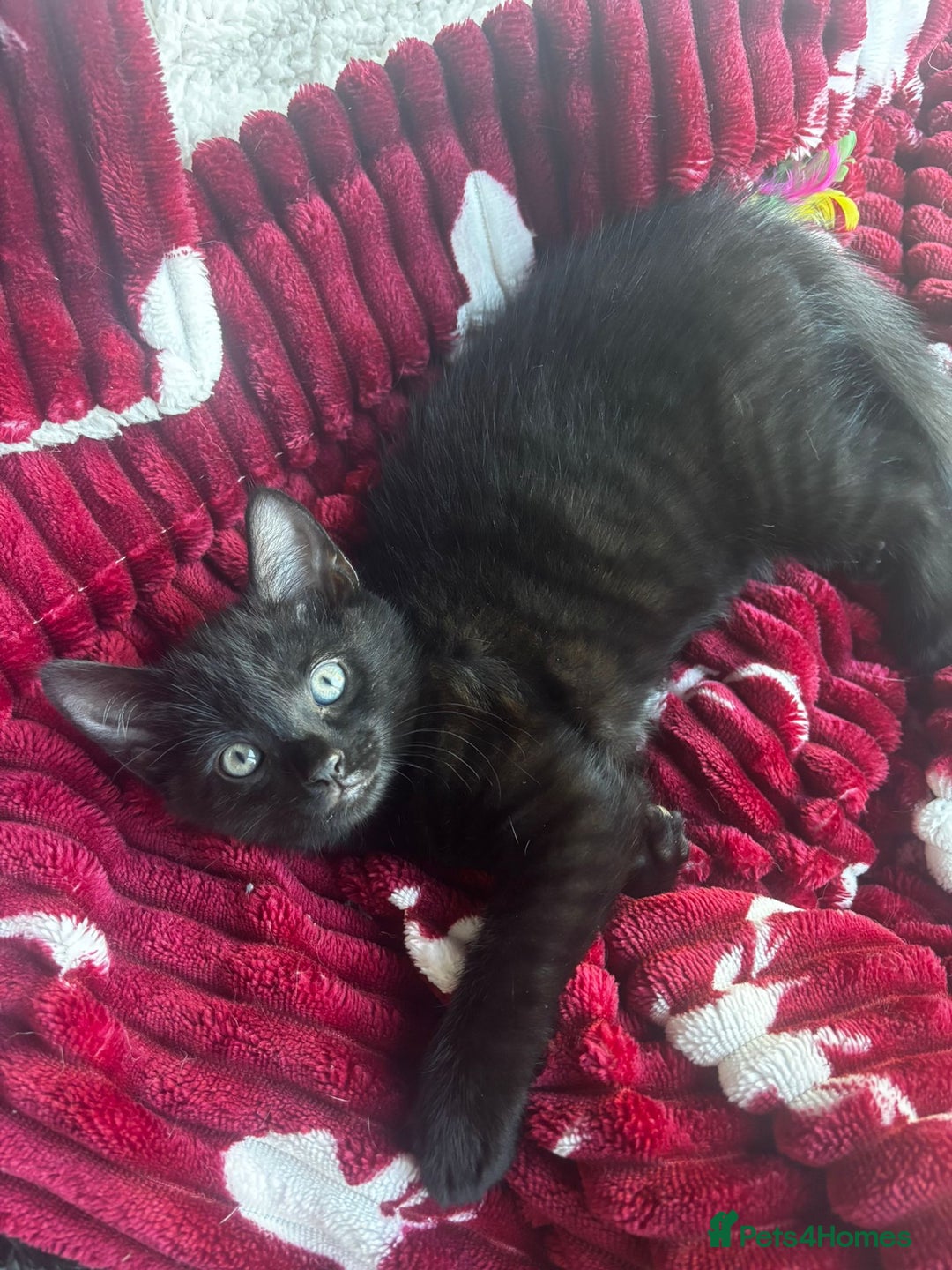 British Shorthair cats for sale: BRITISH BLUE CROSS  in Newbury - Image 21