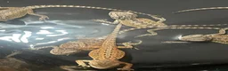 Bearded Dragon reptiles for sale: Bearded dragons  in Dover - Advert 14