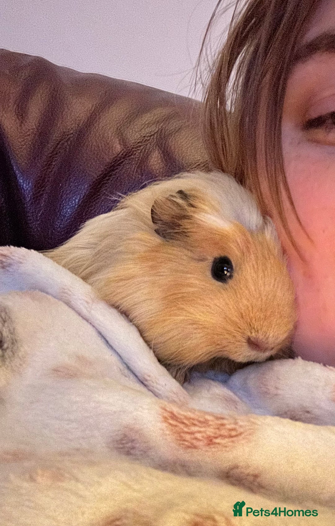 Guinea Pig rodents for sale: Two male guinea pigs 6 months old - Advert 4