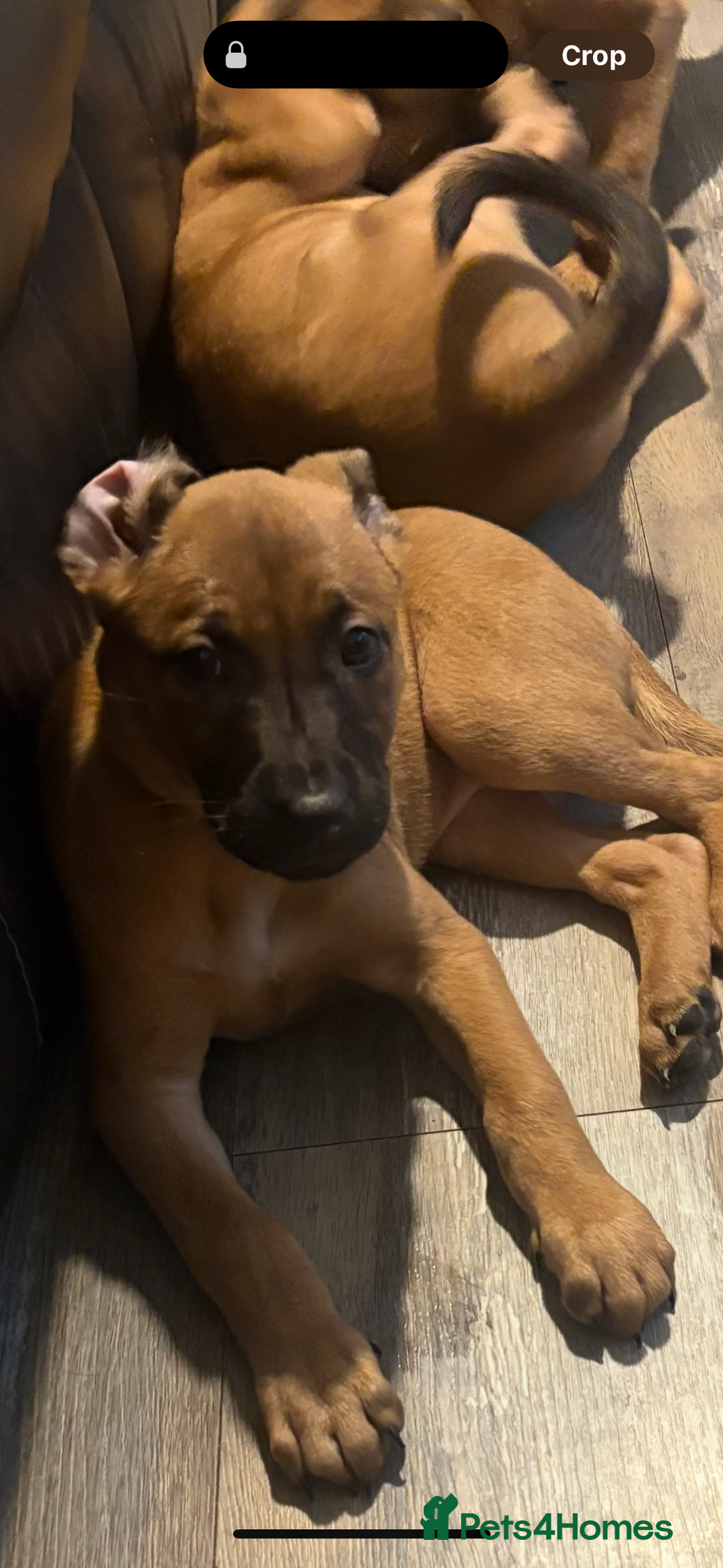 Mixed Breed dogs for sale: Mali puppies  - Advert 3