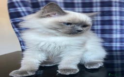 Ragdoll cats for sale: FIFe Registered Ragdoll Kittens Champion Line  - Image 31