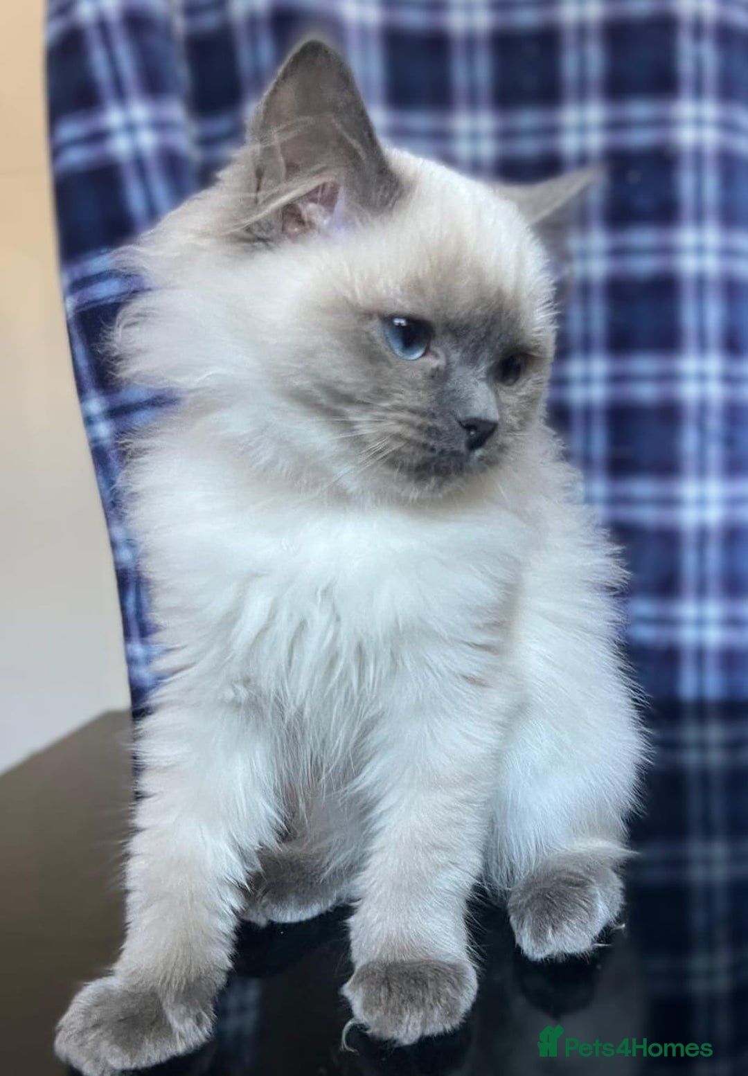 Ragdoll cats for sale: FIFe Registered Ragdoll Kittens Champion Line  - Image 31
