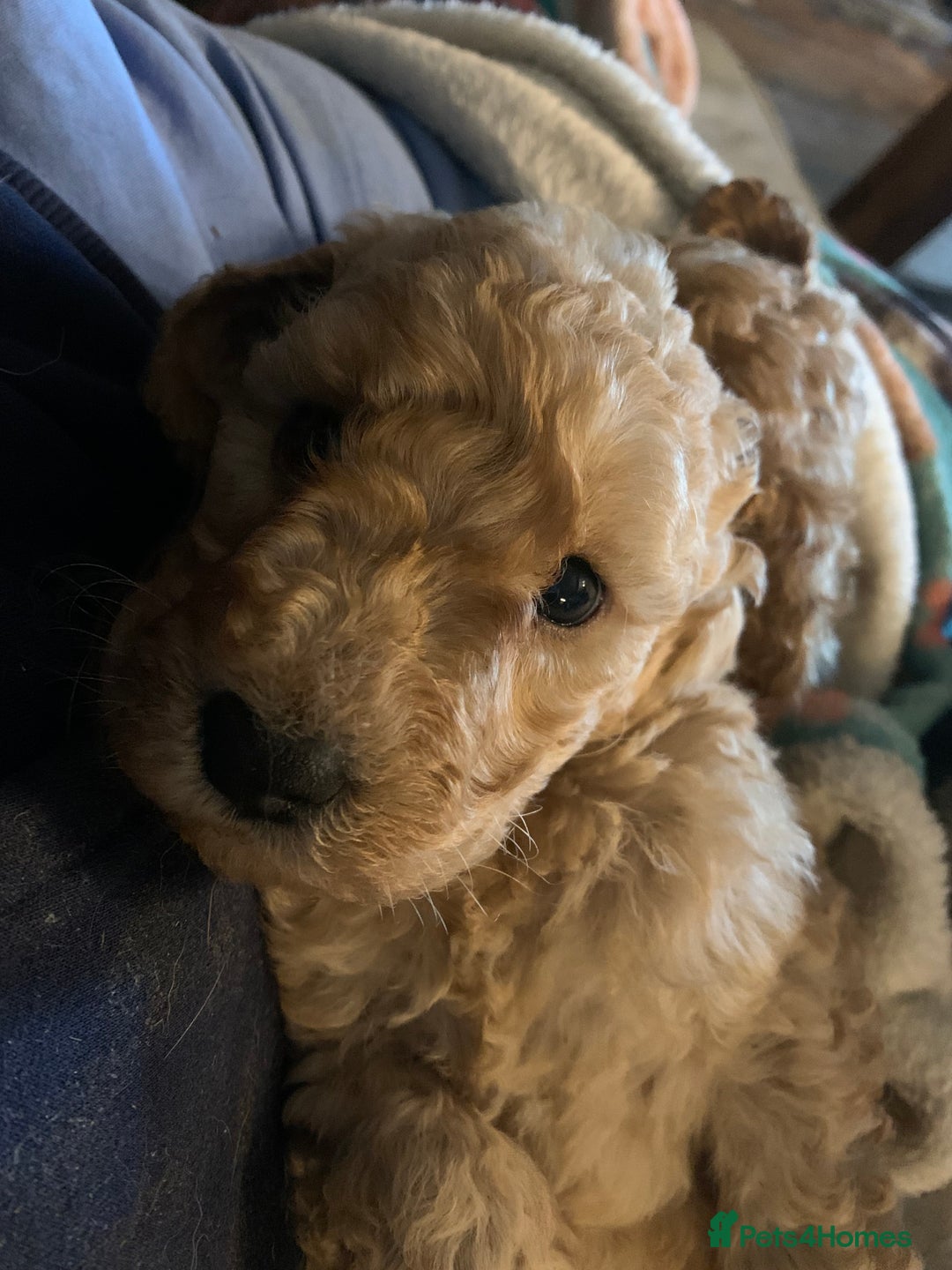 Miniature Poodle dogs for sale: REDUCED Mini poodle pups - Image 9
