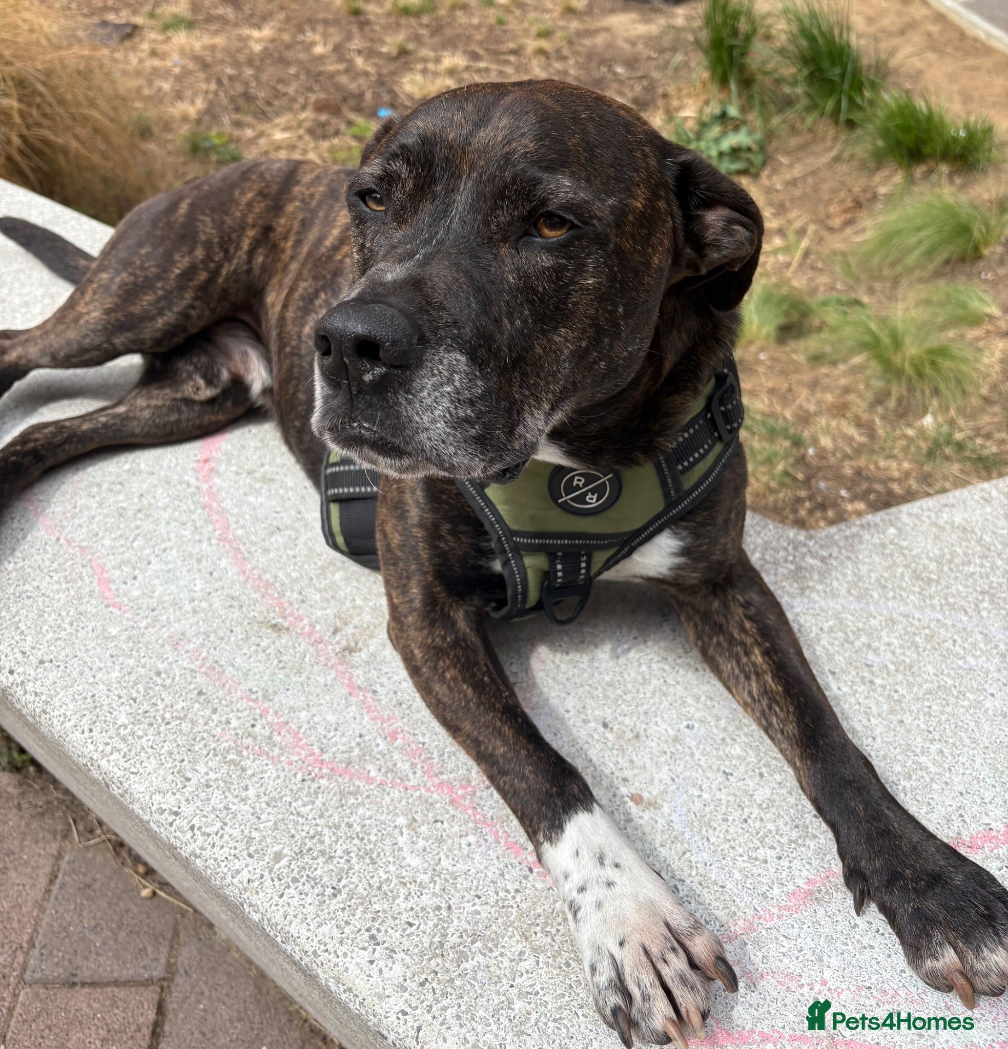 Mixed Breed dogs Mali, 7 year old staffie cross!  - Advert 3