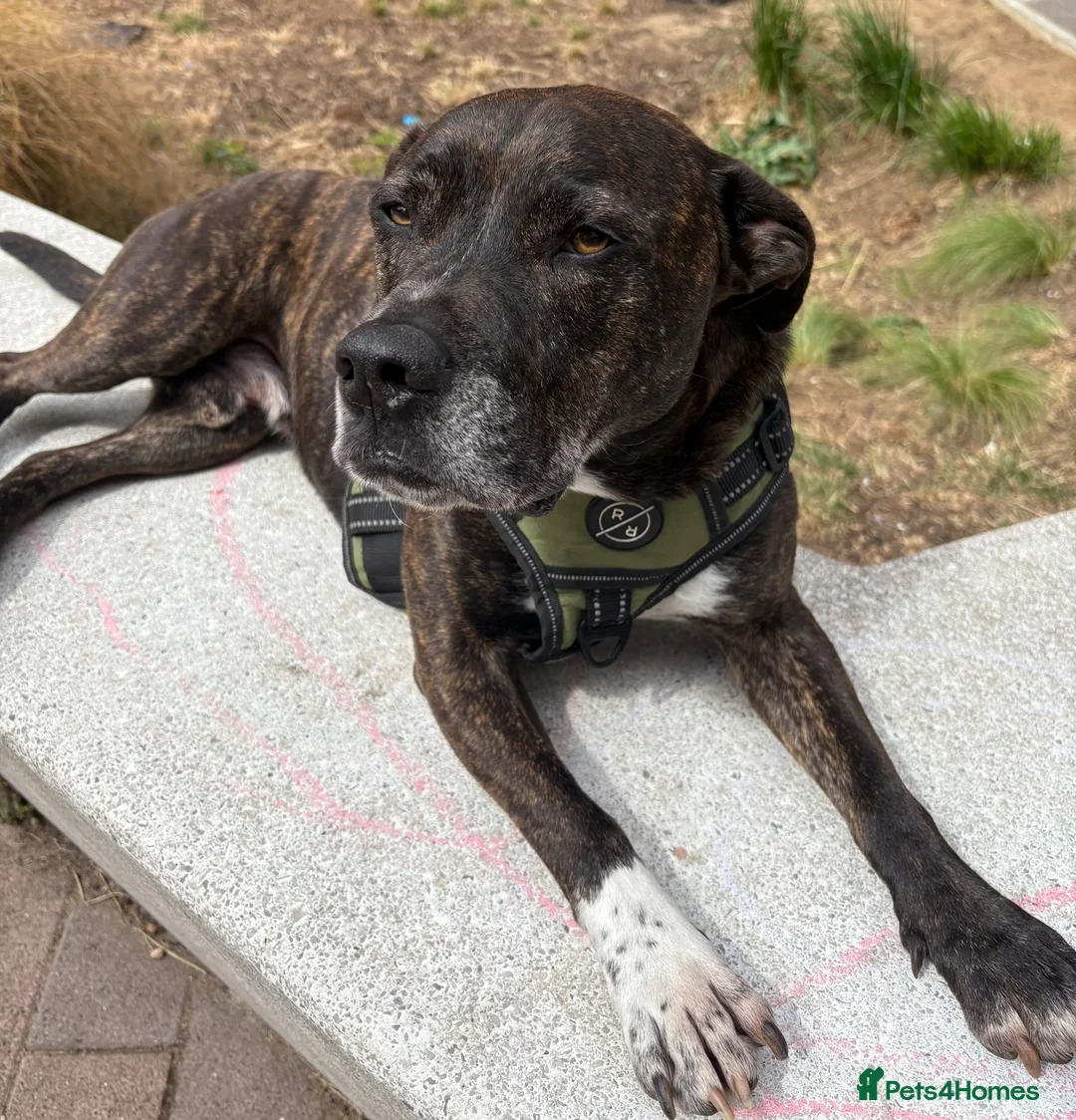 Mixed Breed dogs for sale: Mali, 7 year old staffie cross!  - Advert 1