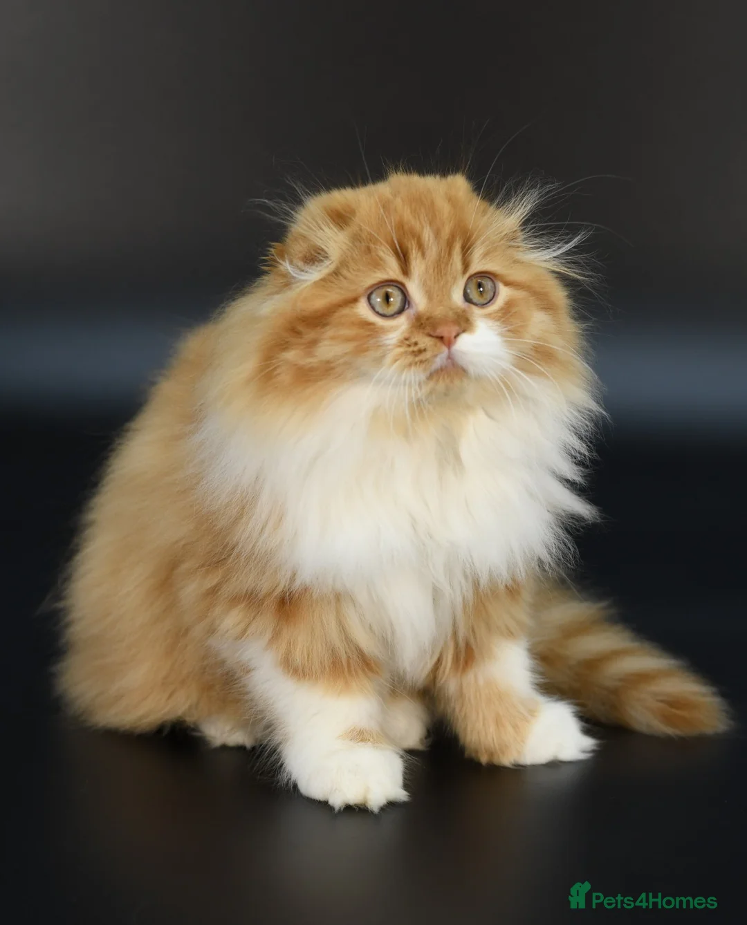 Scottish Fold cats for stud: RoyalOwl Yoshi: Scottish Fold Longhair Stud  in Banbury - Advert 7