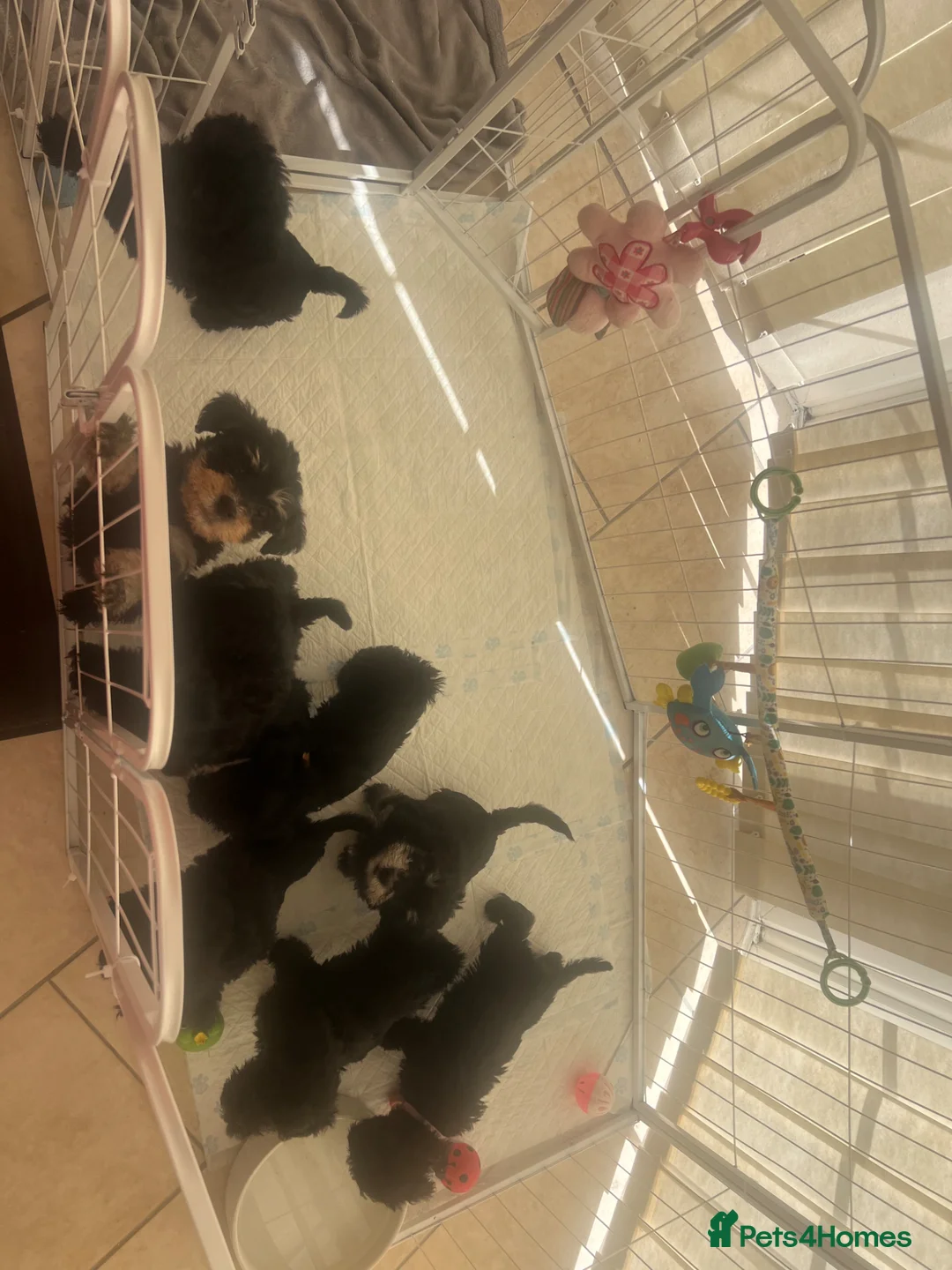Miniature Schnauzer dogs for sale: 🐾🐶Adorable Cavaschnauzer Pups 🐶🐾 - Advert 2