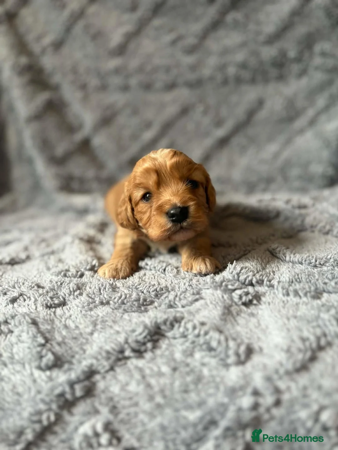 Cavapoo dogs for sale: beautiful cavapoo girls! in Sheffield - Advert 1