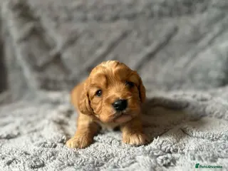 Cavapoo dogs beautiful cavapoo girls! - Advert 8
