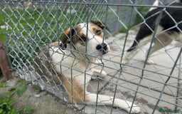 Mixed Breed dogs for adoption: MAYA – TWO YEARS WAITING FOR SOMEONE TO CARE - Image 10