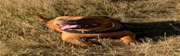 Staffordshire Bull Terrier dogs for stud: For stud- Red Staffordshire bull terrier in Telford - Advert 12
