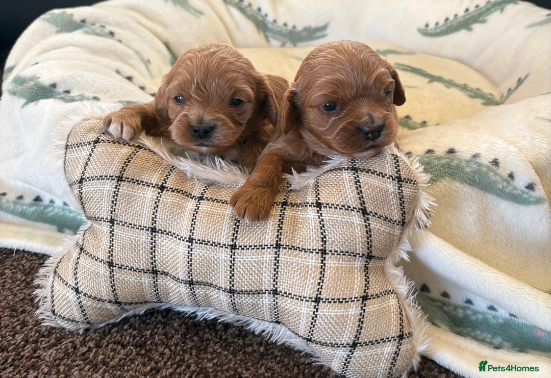Cavapoo dogs for sale: F1 Toy Cavapoo Puppy’s! - Advert 10