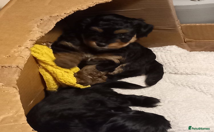 Mixed Breed dogs Jackapoo cross  - Advert 3