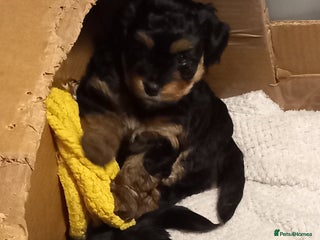 Mixed Breed dogs Jackapoo cross - Advert 3