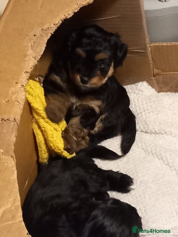 Mixed Breed dogs Jackapoo cross - Advert 3