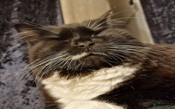 British Longhair cats for sale: 4 year old blind stick needs a new home - Advert 8