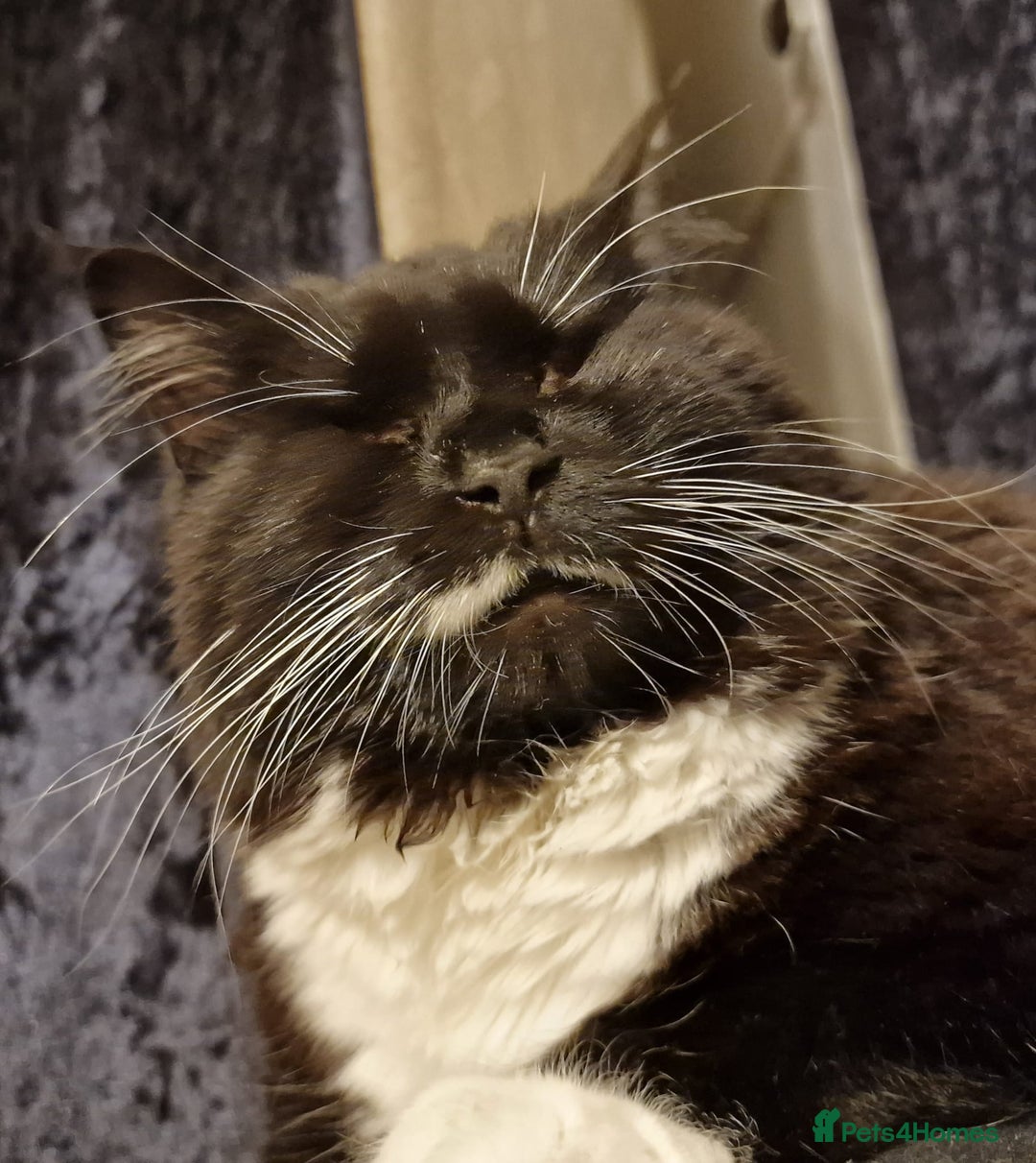 British Longhair cats for sale: 4 year old blind stick needs a new home - Advert 8