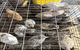 Quail poultry for sale: Coturnix quail  - Image 1