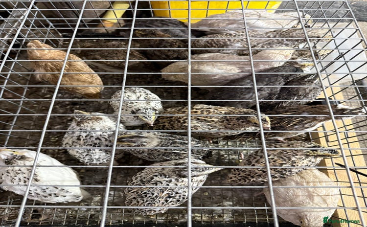 Quail poultry - Advert 1