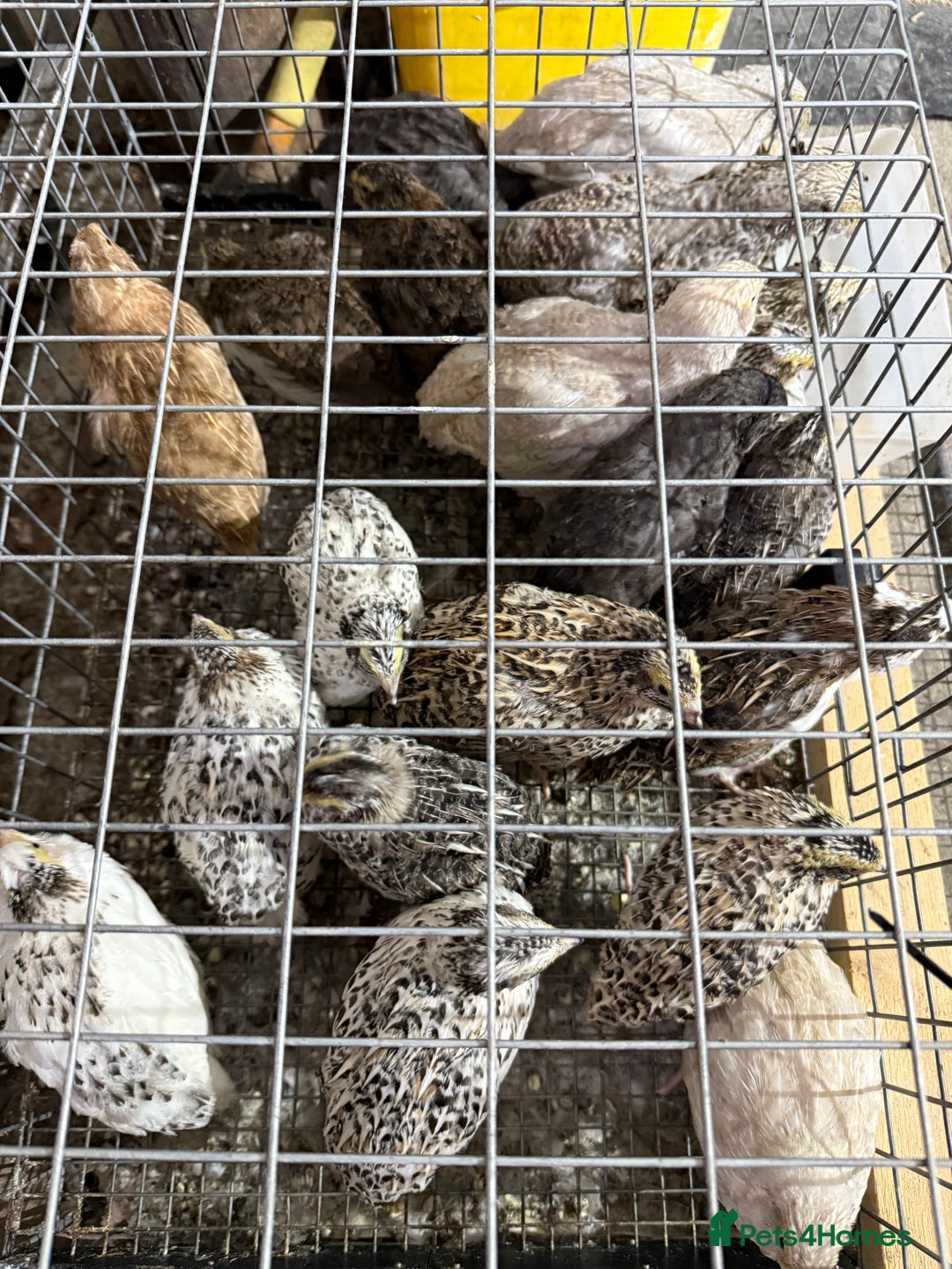 Quail poultry for sale: Coturnix quail  - Image 1