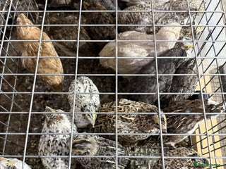 Quail poultry - Advert 2