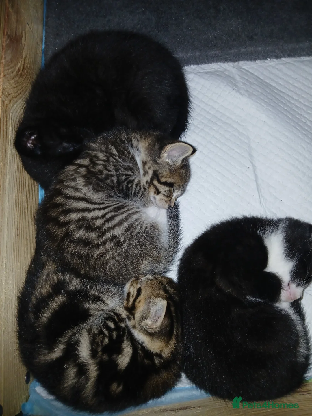 Mixed Breed cats for sale: 4 cute kittens for sale - Advert 1