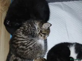 Mixed Breed cats 4 cute kittens for sale - Advert 2