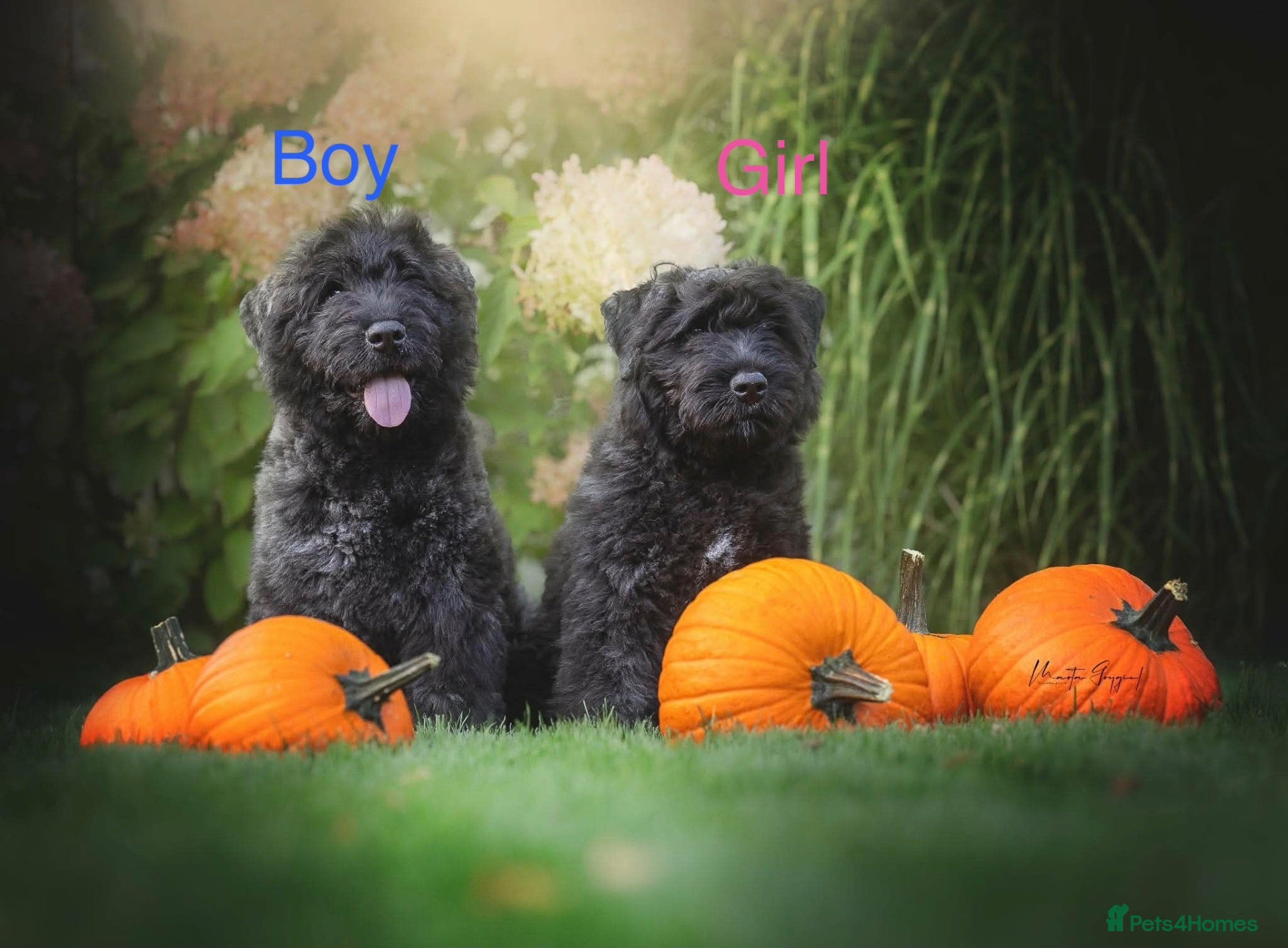 Bouvier Des Flandres dogs Bouvier des Flandres FCI/ZKwP - Advert 18