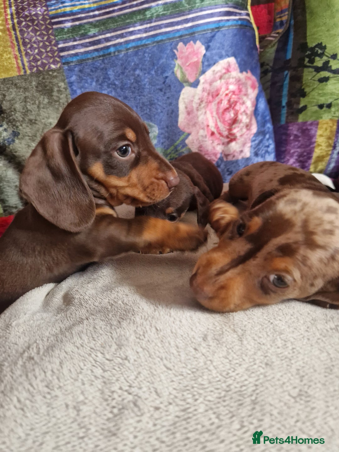 Miniature Dachshund dogs for sale: Miniature Dachshund Pups - Image 12