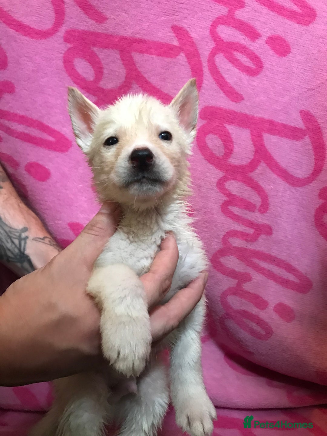 Huskita dogs for sale: Huskita pups  - Image 3