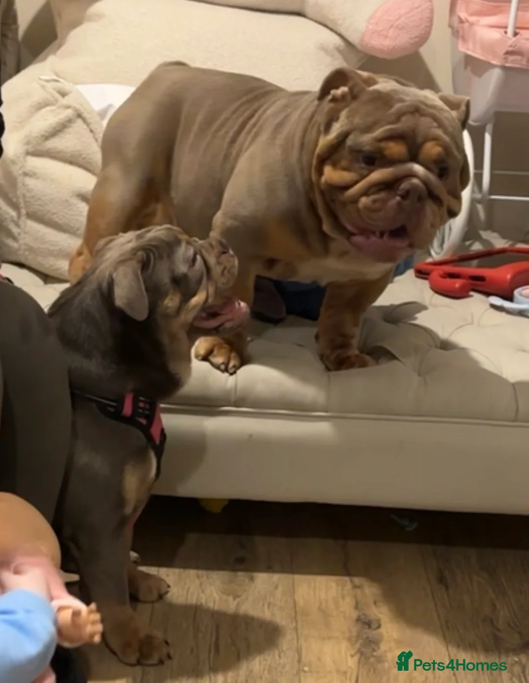 English Bulldog dogs for stud: Luna effect bulldog  - Advert 3