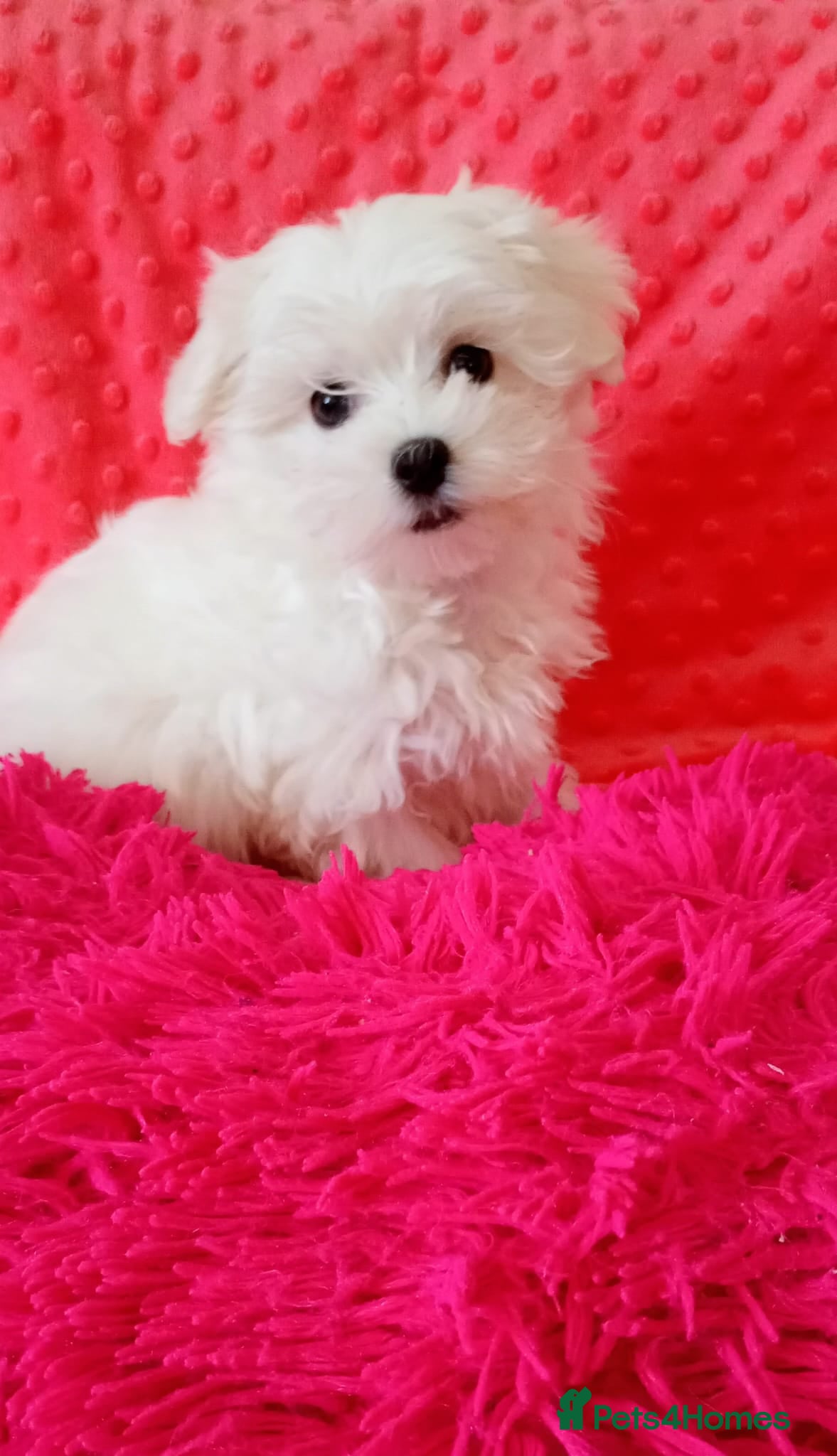 Maltese dogs Tiny Maltese Boy. Ready today - Advert 18