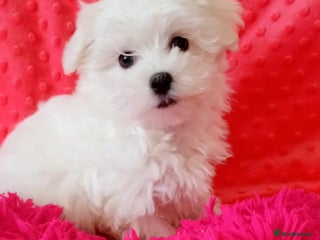 Maltese dogs Tiny Maltese Boy. Ready today - Advert 4