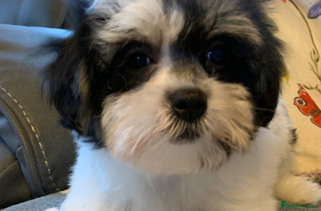 Maltese dogs for sale: Adorable little Maltese puppies  - Image 10