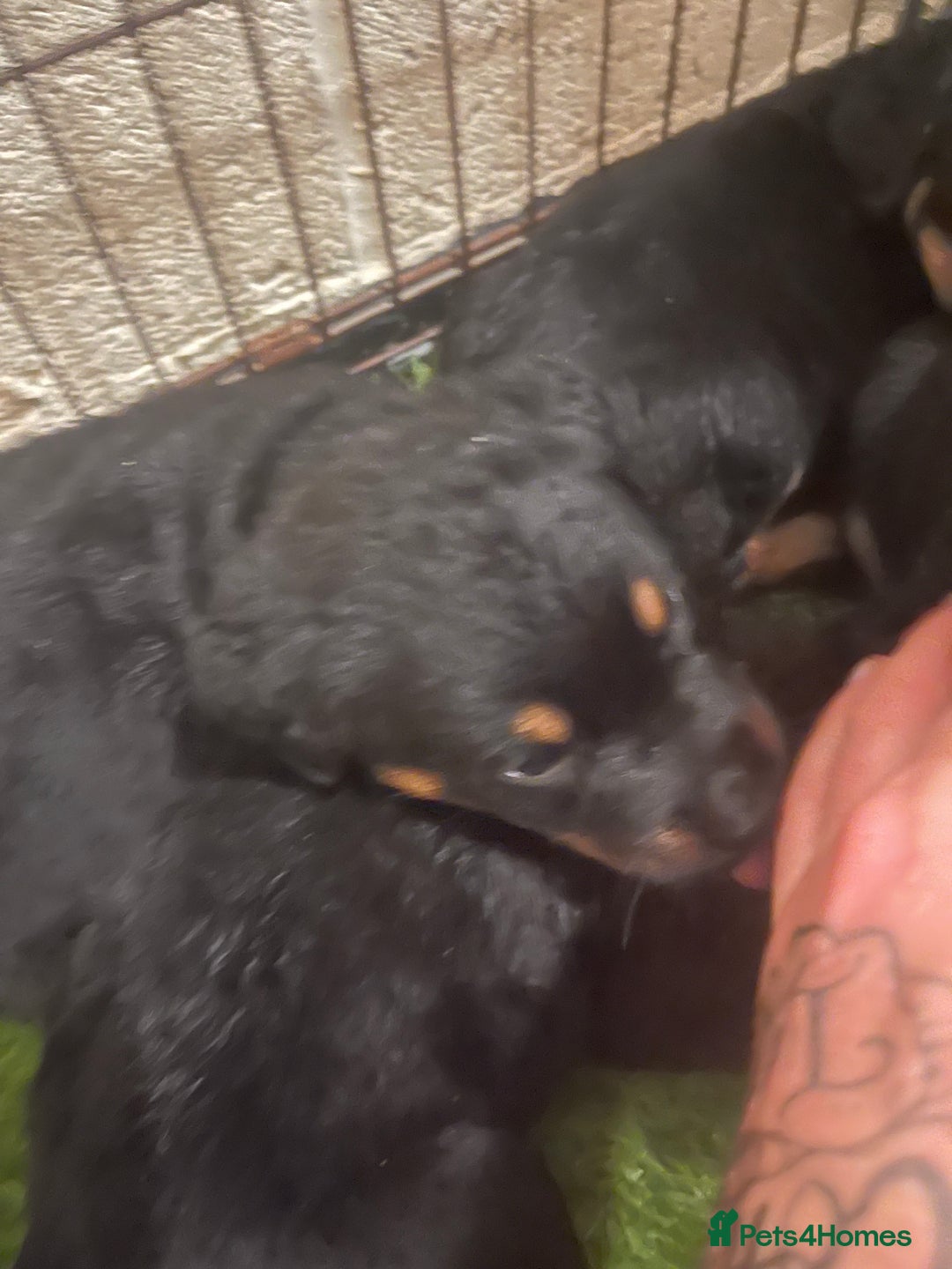 Rottweiler dogs for sale: Rottweiler/rotty puppies - Image 28
