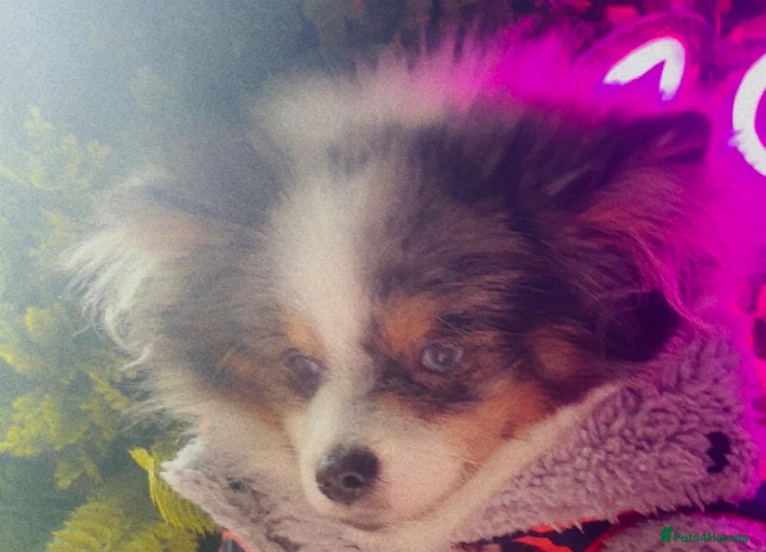 Pomeranian dogs for stud: 💙✨BLUE EYES & Hazel 👀 Poms 🐶EXPERIENCED STUDS🏆 in Bedford - Advert 18