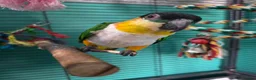 Parrots birds for sale: Black headed Caique  - Advert 2