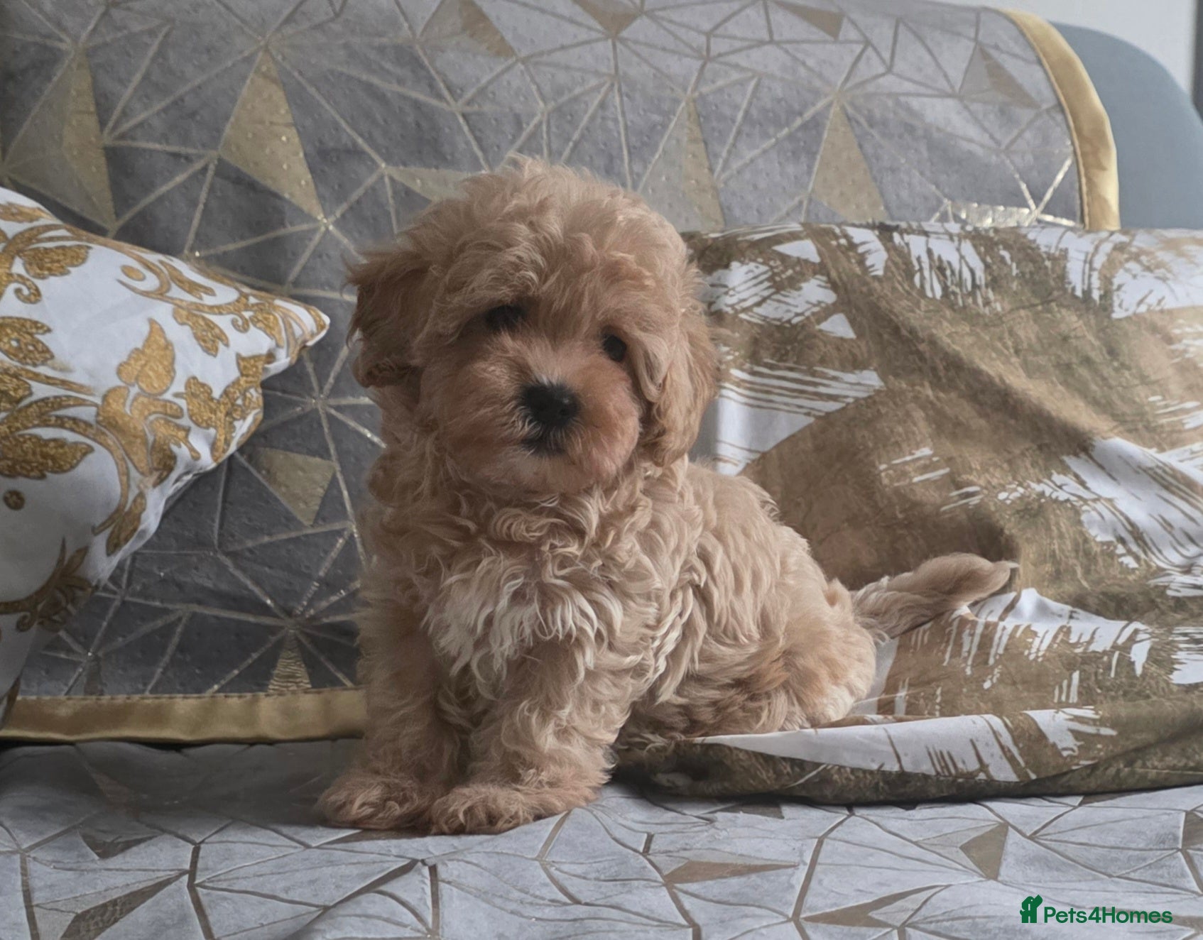 Maltipoo dogs  NOW* 1 Boy Available! Maltipoo F1 puppies - Advert 9